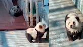 Zoológico tiñe perritos para hacerlos parecer pandas; los acusan de maltrato animal [Video]