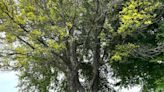 Neil Sperry column: Storm-damaged live oak is likely beyond saving