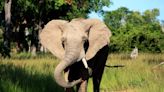 Elephant In Zambia Pulls US Tourist Out Of Safari Vehicle, Tramples Her To Death