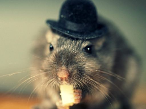 ‘Gerbil banking’ preceded the Great Depression. We’re seeing it again today