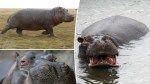 ‘Flying’ hippos? Researchers make shocking discovery about the burly beasts