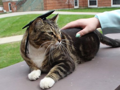 Cat roams university campus for 4 years, gets doctoral degree