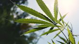 Cannabis Stocks Keep Rising on Biden Plan to ‘Reclassify’ Pot
