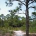 Carolina Beach State Park