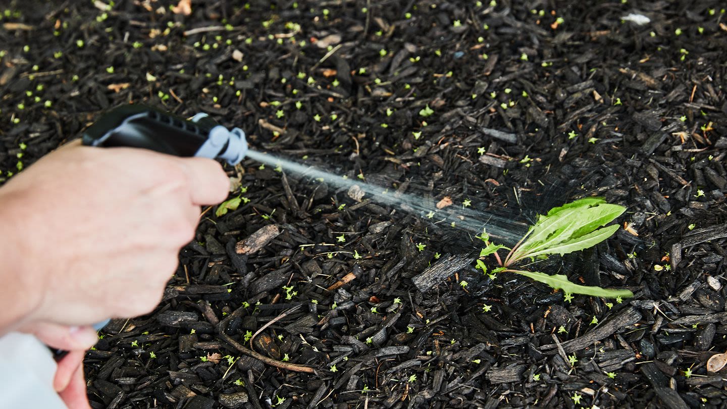 The 11 Best Weed Killers for Destroying Invasive Plants