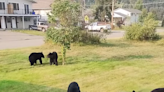 Five playful young bears turn Canadian yard into a ‘bear sanctuary,’ video shows