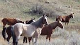 Wild horses to remain in North Dakota's Theodore Roosevelt National Park, lawmaker says