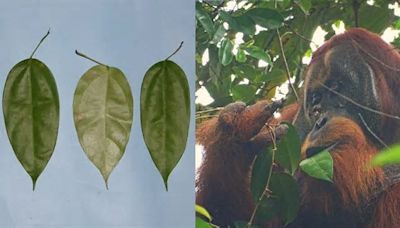 Orangutan spotted treating head wound with medicinal plant