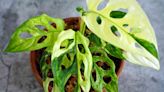 How to Grow and Care for Variegated Monstera Adansonii