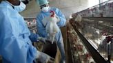 Gobierno mexicano niega muerte por gripe aviar en el país y dice que reporte de la OMS "no es preciso"