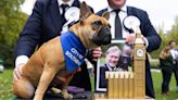 Westminster Dog of the Year to return with award dedicated to late MP Sir David Amess