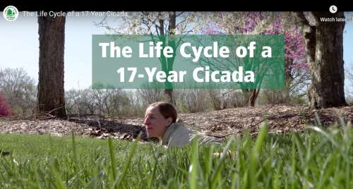 DuPage County Forest Preserve video makes the cicada life cycle easy to understand