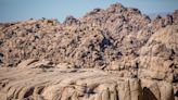 Can you spot the bighorn sheep that is using cryptic coloration?