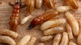 95% Success Rate: Scientists Develop New, More Effective, and Non-Toxic Way To Kill Termites