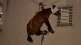 Horse has to be winched out of a third-floor window