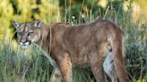 California Man Killed in Mountain Lion Attack While Shed Hunting