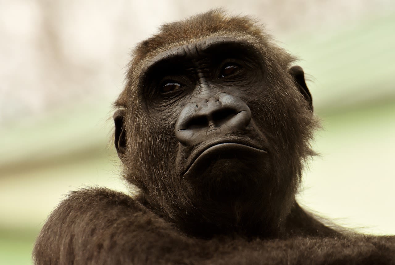 It's Unclear if Apes Have Ever Asked Questions Despite Scientists Communicating with Them Since '60s