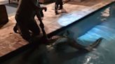 Un caimán de 3 metros sorprendió a un perro en una piscina de casa en Florida