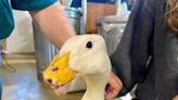 A Georgetown duck is missing her bill. A 3D printer could change that.