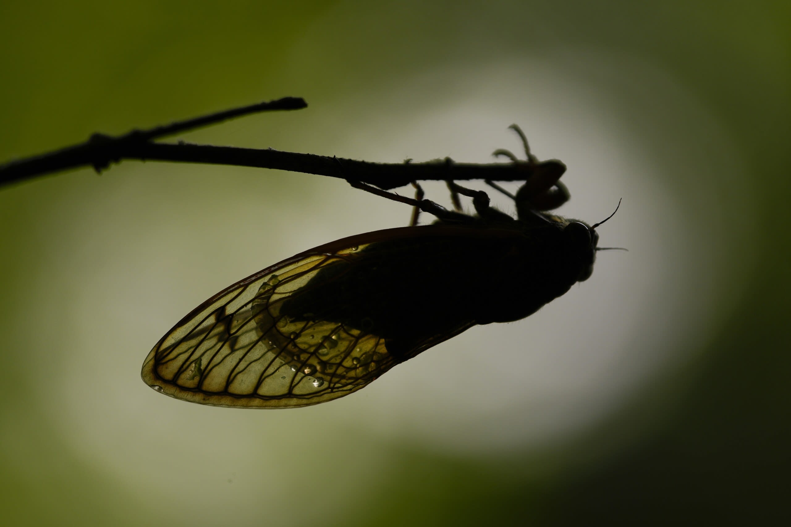 How do cicadas make their signature sound, so eerie and amazingly loud? - WBBJ TV
