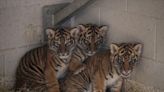 The Nashville Zoo wants your help naming Sumatran tiger cubs. Here's how to vote.