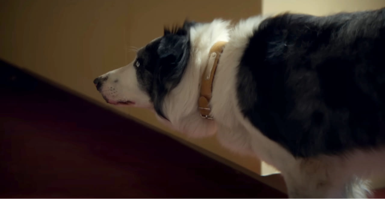 Messi the ‘Anatomy of a Fall’ Dog Is Getting His Own TV Show — Set at Cannes