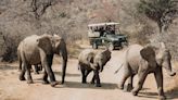 Turista espanhol morre na África do Sul após ser pisoteado por um elefante enquanto tirava fotos dos animais
