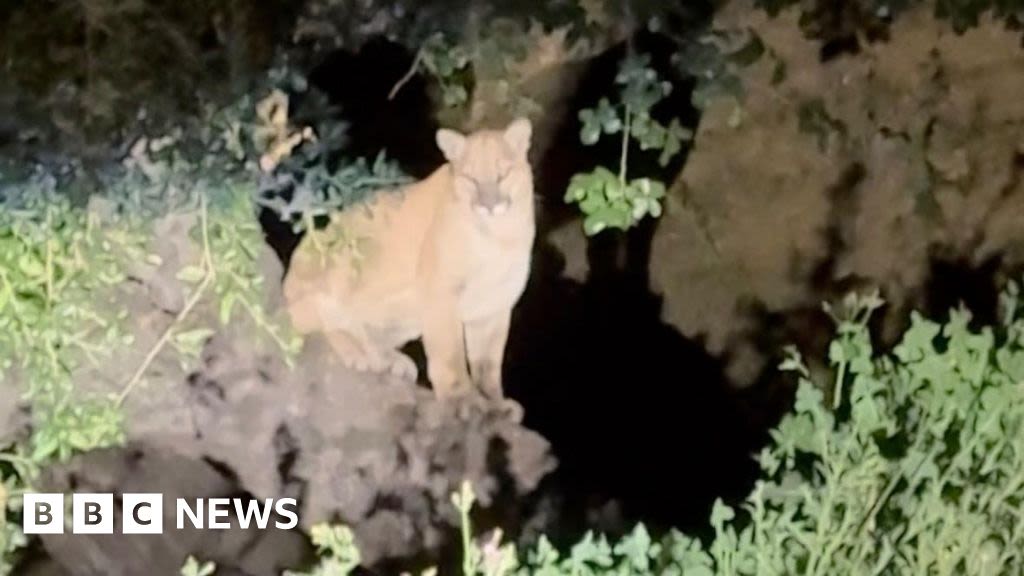 Hollywood’s next big star is a mountain lion