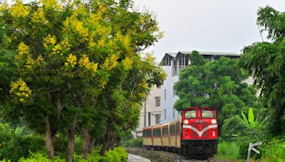 秋季限定！阿里山小火車同框滿竹自行車道 變色換裝欒樹吸睛