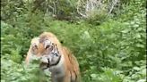 Heart-stopping moment tiger charges at tourists during Indian safari