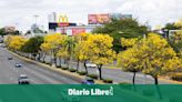 Roble amarillo, el árbol que embellece la ciudad de Santo Domingo