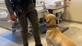 Southern Hills Hospital conducts K-9 drills for Clark County School District Police