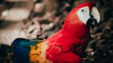 Costa Rica fecha último zoológico estatal do país
