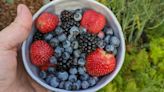 How to Get the Best Fruit Production From Your Plants and Trees