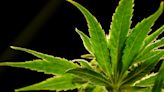 US to reclassify marijuana as less dangerous drug in historic shift