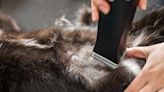 A 'Phantom Cat Shaver' Is Baffling Towns with 'Weird' Feline' Haircuts: 'Keep Your Cats Indoors'