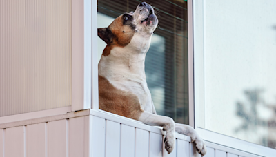 Boxer Dog for Sings 'Like Something Out of a Graveyard' and People Are Here for It