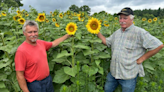 Sunflowers beam to support Hospice of Elgin
