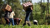 Local food systems need to prioritize job quality alongside ethical food production - EconoTimes