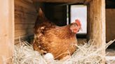 Salmonella outbreak that infected over 100 people linked to backyard poultry