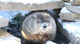 South Bend zoo groundhog predicts six more weeks of winter