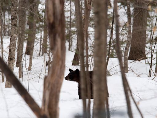 Bear dragged away car crash victim’s body