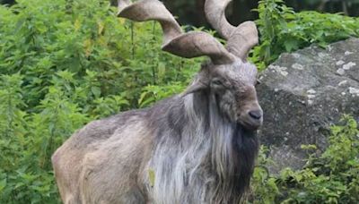 At Nainital Zoo, This Wild Goat Species Kills And Eats Snakes - News18