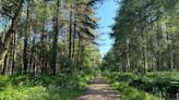 The isolated ancient Nottinghamshire forest walk where you might spot rabbits - and probably won't see other people