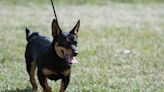 Meet the Lancashire Heeler, the 201st Breed Recognized by the American Kennel Club