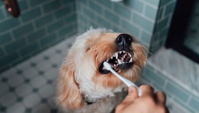 Thousands of Pet Owners Swear These Top Dog Toothpastes Work Wonders