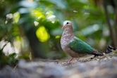 Common emerald dove