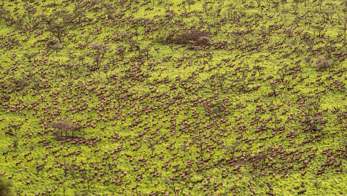 Six Million Animals Make Moves In The World’s Largest Land Mammal Migration