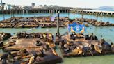 Record number of sea lions swarm SF's Pier 39; largest gathering in about 15 years, officials say - KVIA