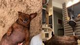 'Didi Cupuaçu': morre cadela que viralizou ao recusar ração light durante processo de perda de peso
